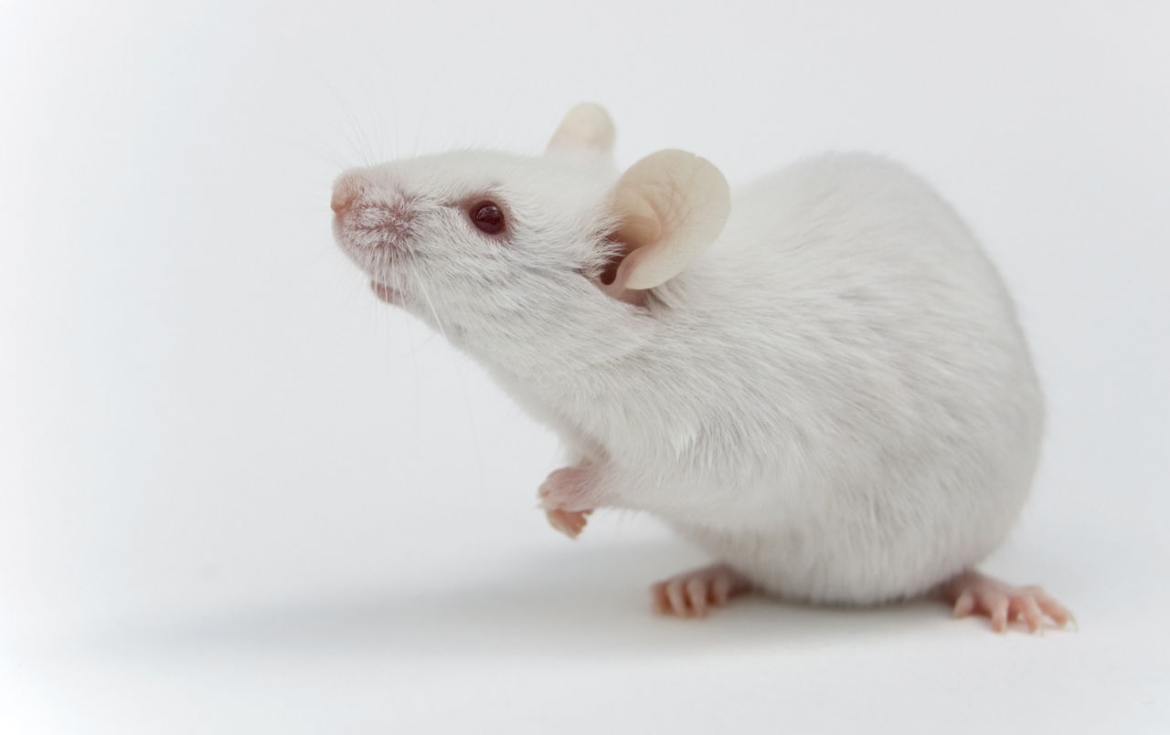 White Rat